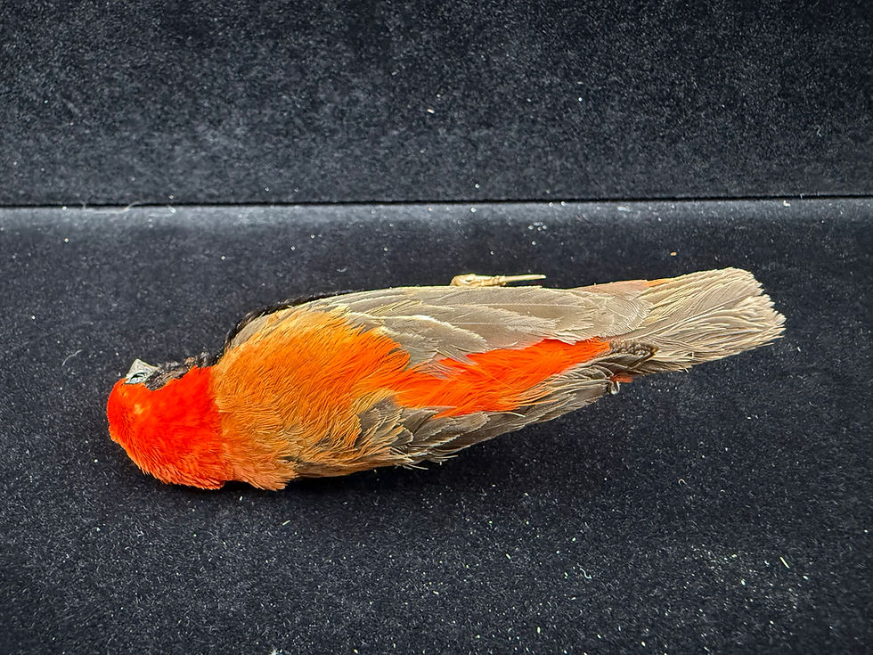 Thumbnail: Orange Weaver bird mount Super nice 58