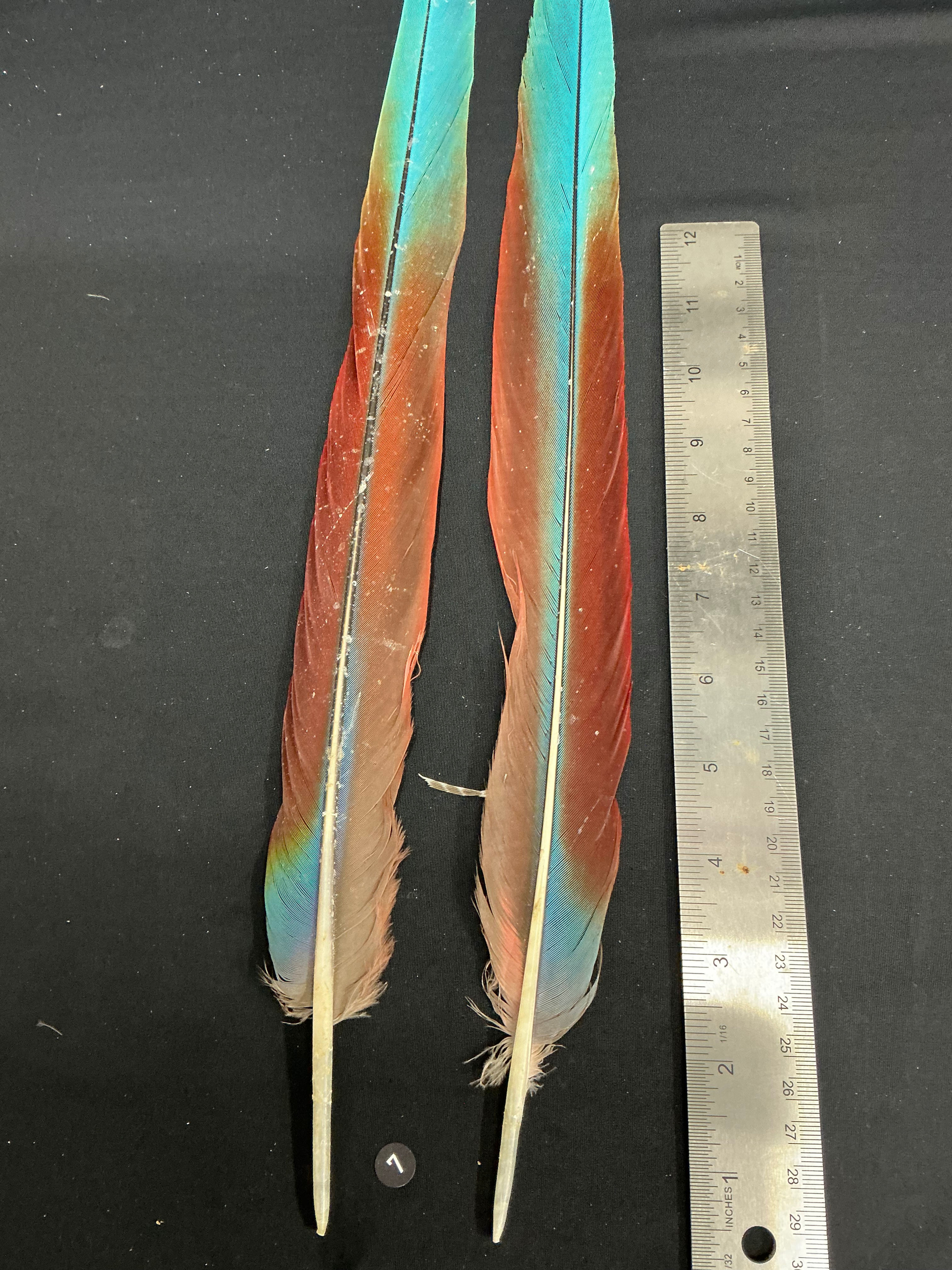 Macaw tail feathers  19" #7