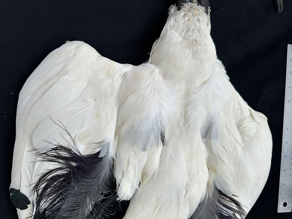 Thumbnail: Sacred Ibis taxidermy bird from Ronn Lucas Collection