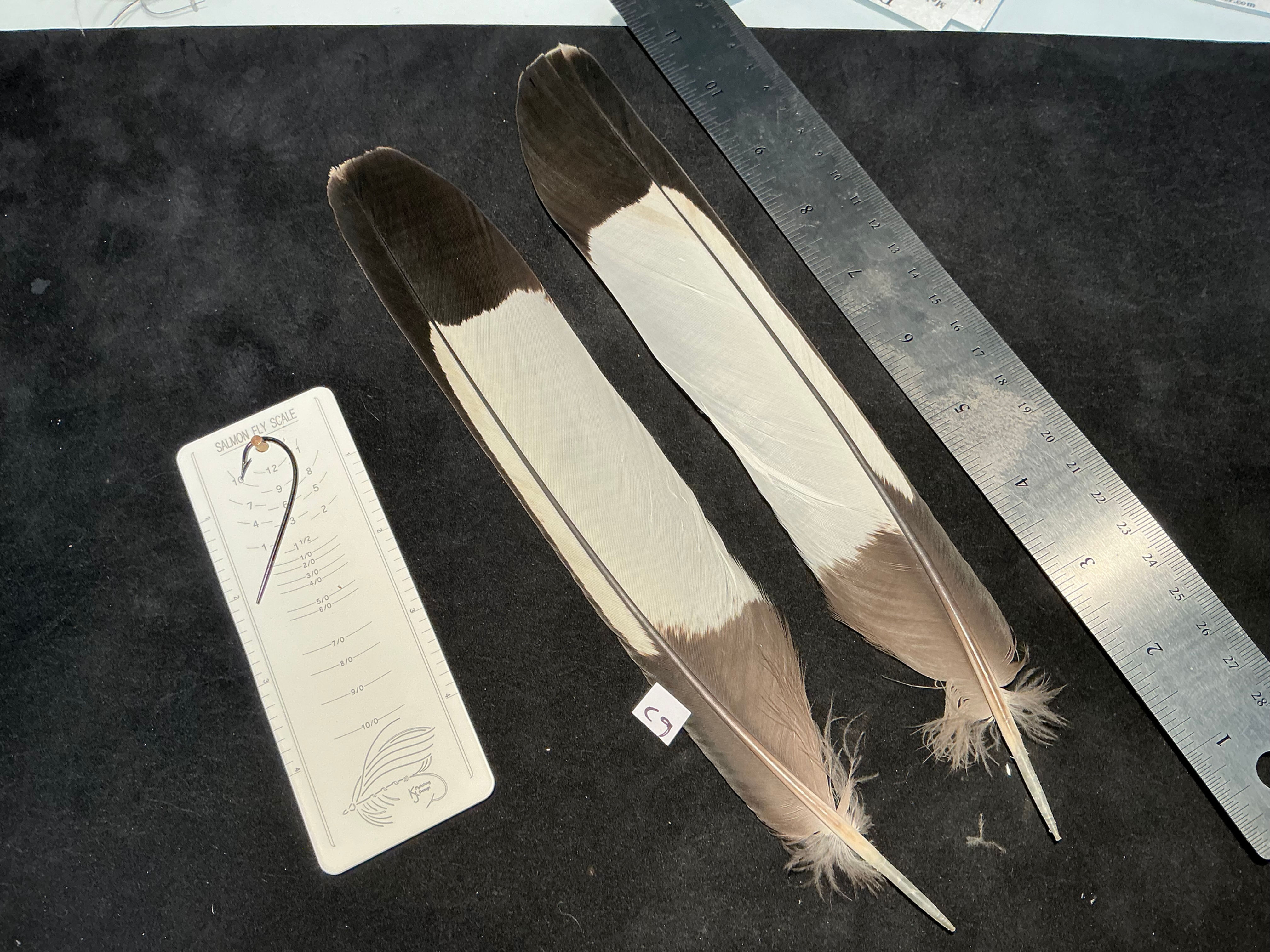 White/Yellow Tail  Black Cockatoo feathers Lucas Collection C9