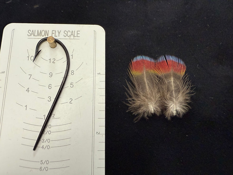 Thumbnail: Hawk Headed Parrot Feathers