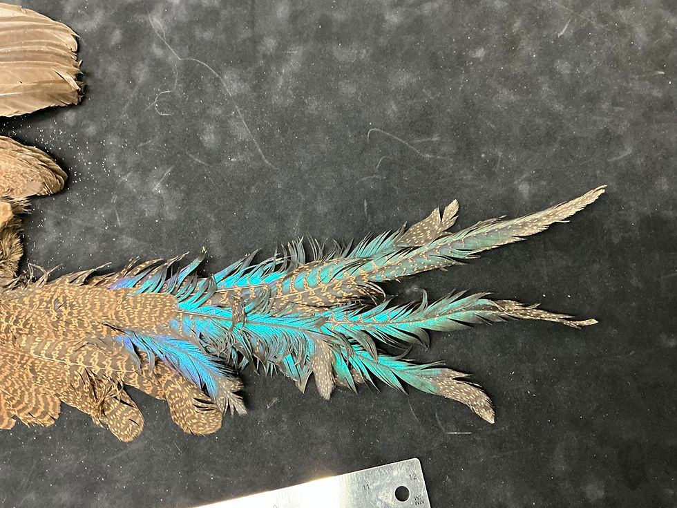 Thumbnail: Bronze Tail  Peacock Pheasant Bird skin