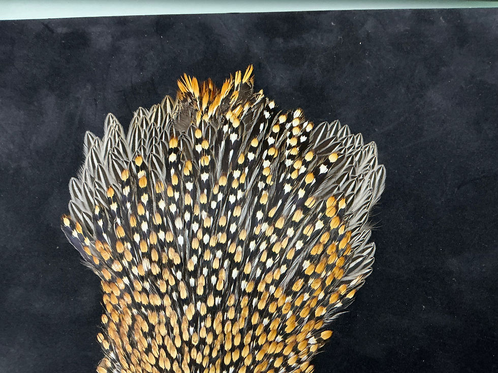 Thumbnail: Jungle Cock from Ronn Lucas Collection LA