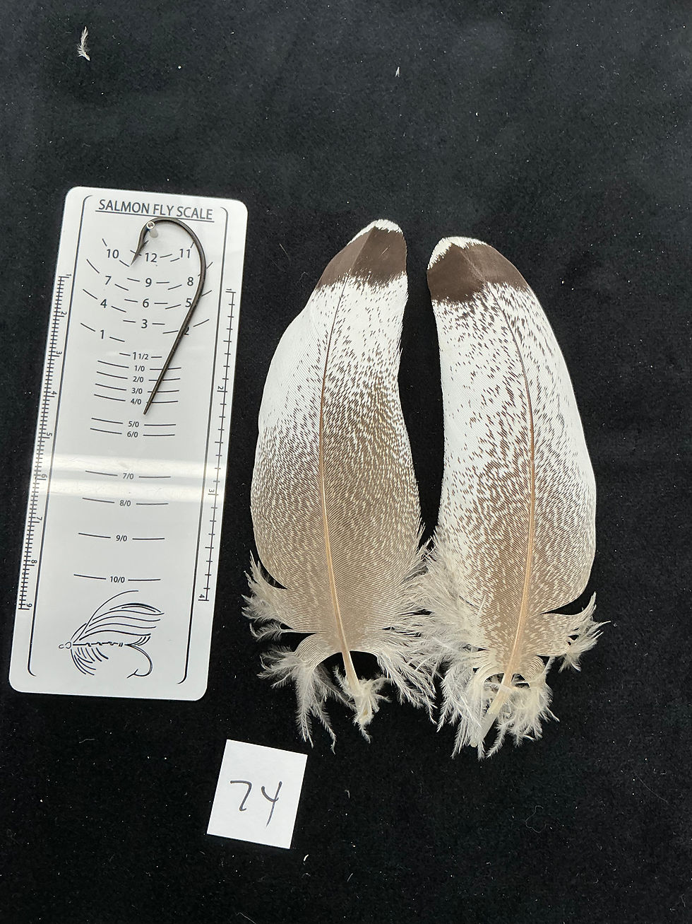 Thumbnail: Kori Bustard feather pairs as seen in pictures.