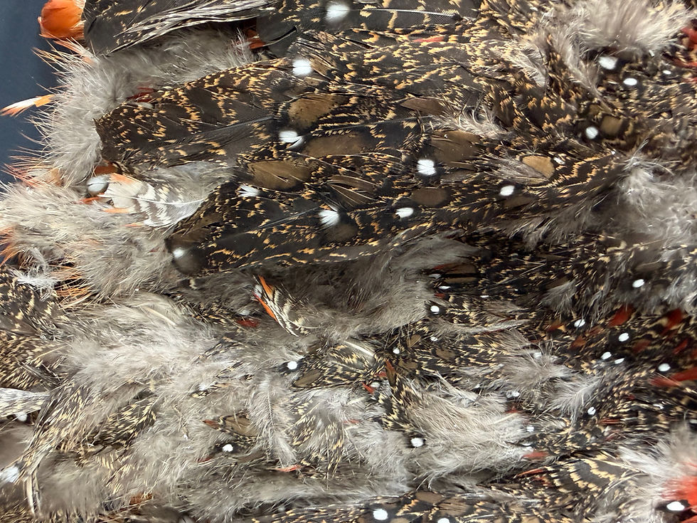 Thumbnail: Satyr Tragopan Pheasant bird skin not complete 7