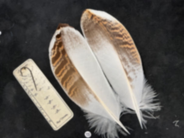 Florican Bustard Feathers  as shown 8/0 #109