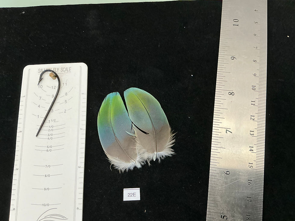 Thumbnail: Matched  parrot feathers for  Salmon Flies 22-22N