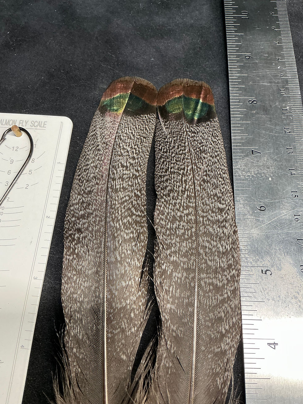 Thumbnail: Ocellated Turkey Tail/Tail Covert Feathers #58