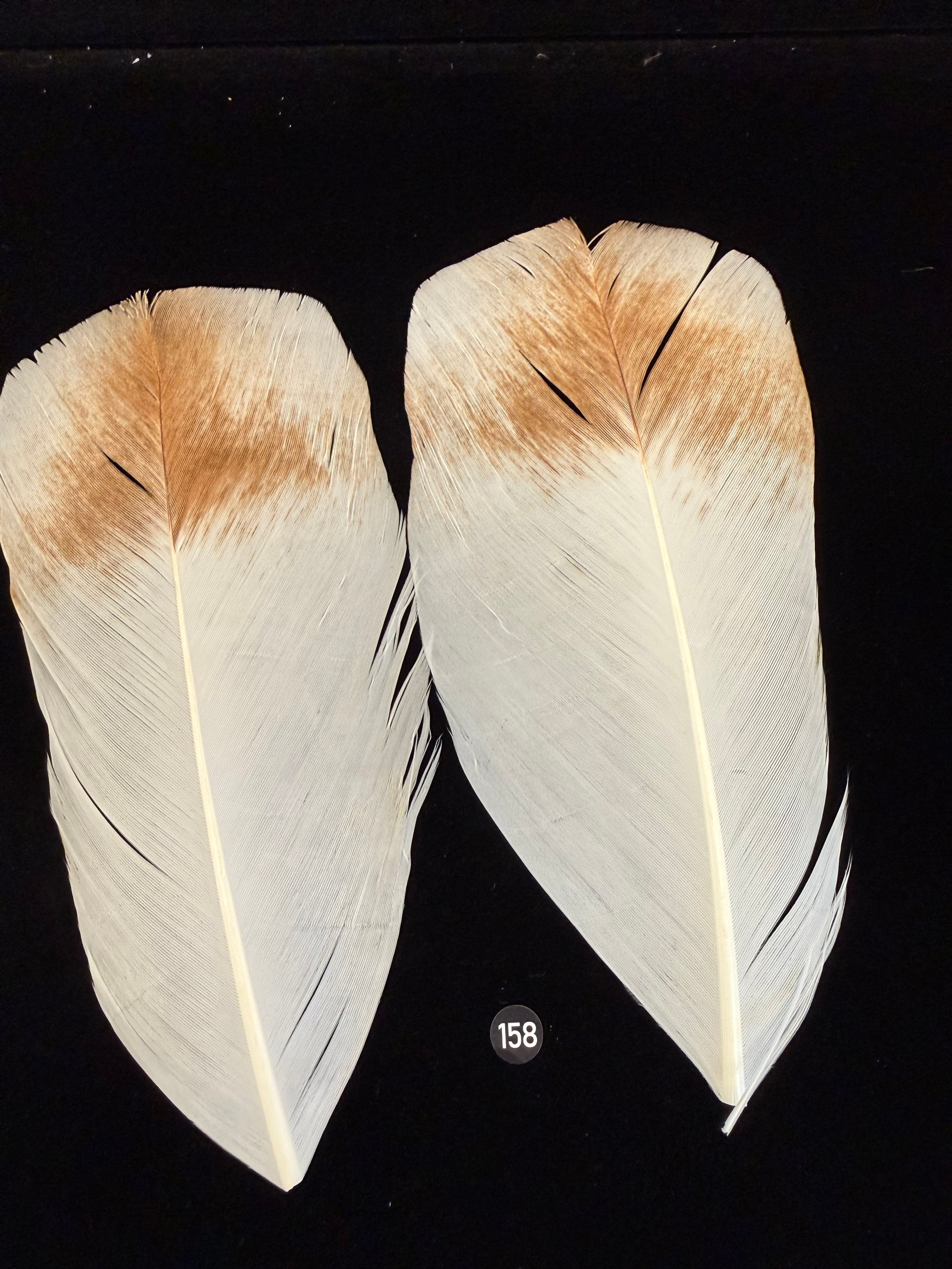 Lucas Collection EXTRA LARGE   Turkey Tail Feathers 158