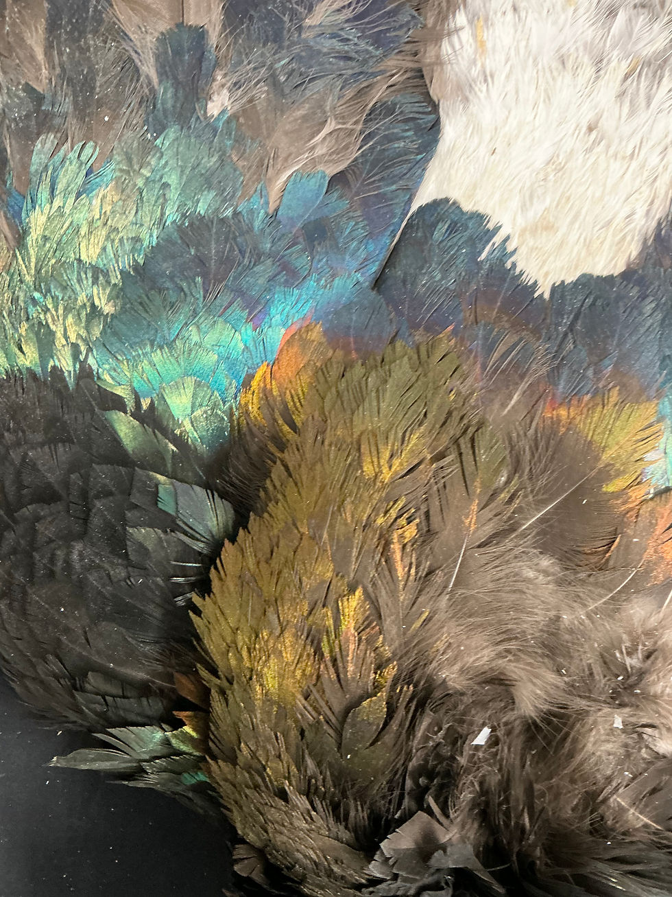 Thumbnail: Monal Impeyan Pheasant bird skin