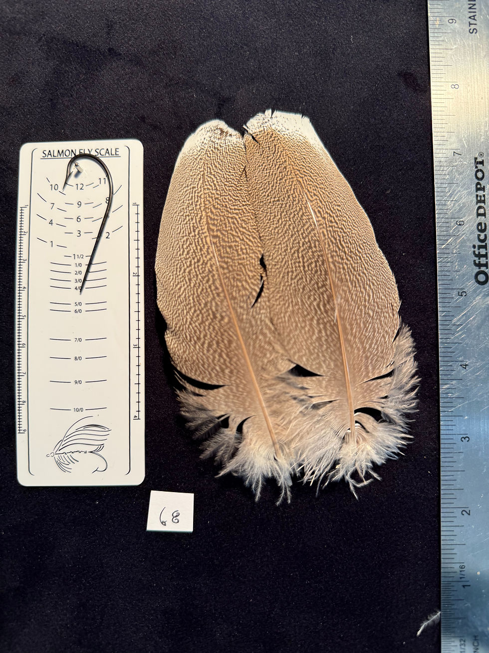 Thumbnail: Kori Bustard feather pairs as see in pictures.