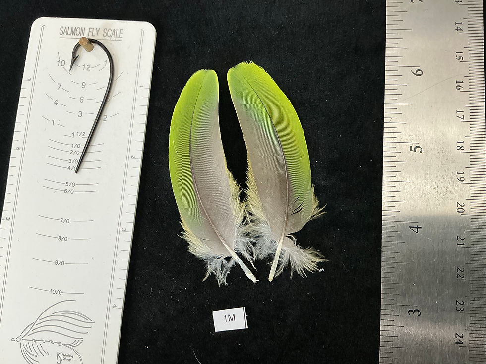 Thumbnail: Matched  parrot feathers for  Salmon Flies 1-1N