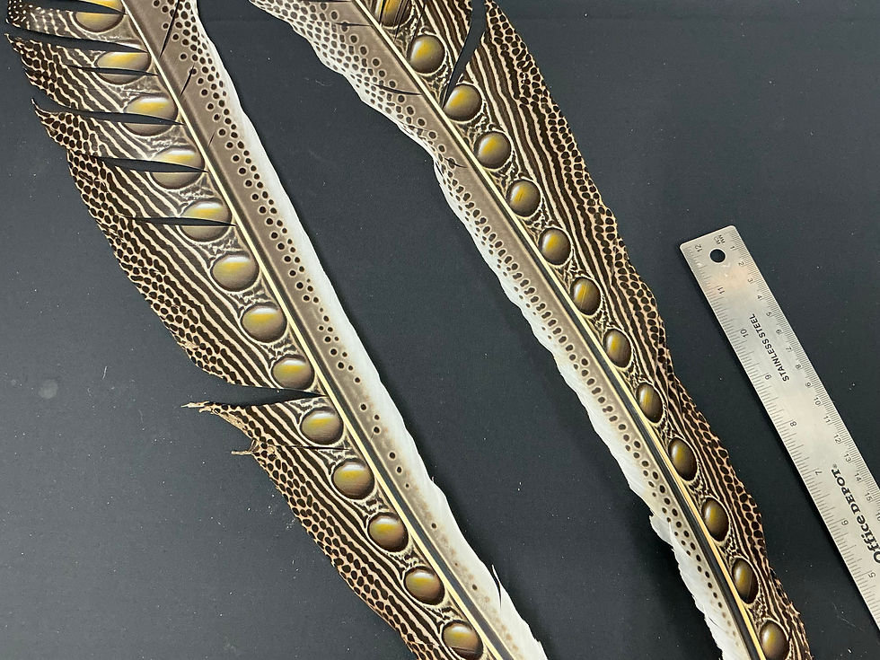 Thumbnail: Great Argus Pheasant  Secondary feather pair B77