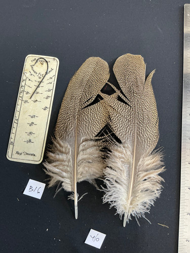 Kori Bustard feather pairs as shown in photos Doug Millsap