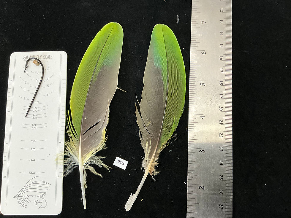Thumbnail: Matched  parrot feathers for  Salmon Flies 2T-21I