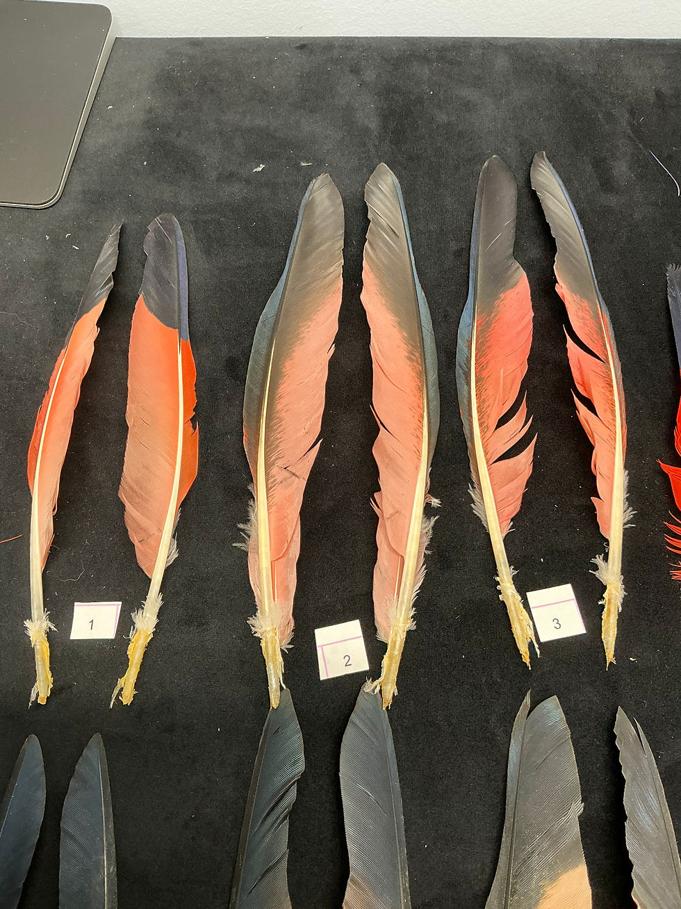 Thumbnail: Vintage Scarlet Ibis wing feathers from Lucas Collection