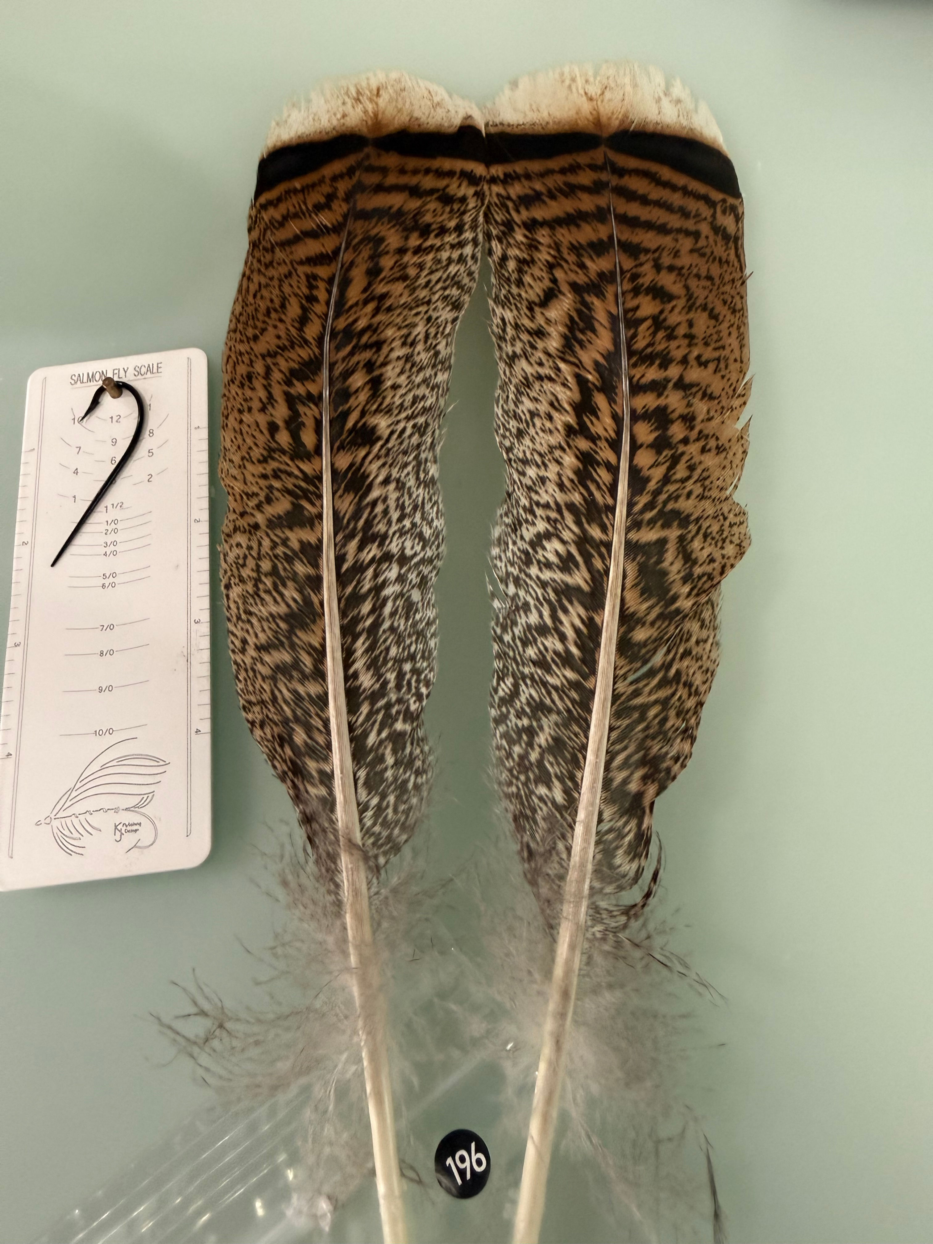 Lucas/Cullen Premium White Tipped Turkey Feathers 196A
