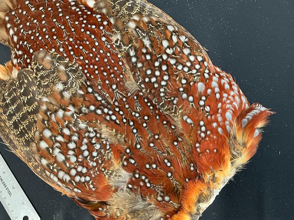 Thumbnail: Temminck's Tragopan bird skin from Ronn Lucas Collection 1