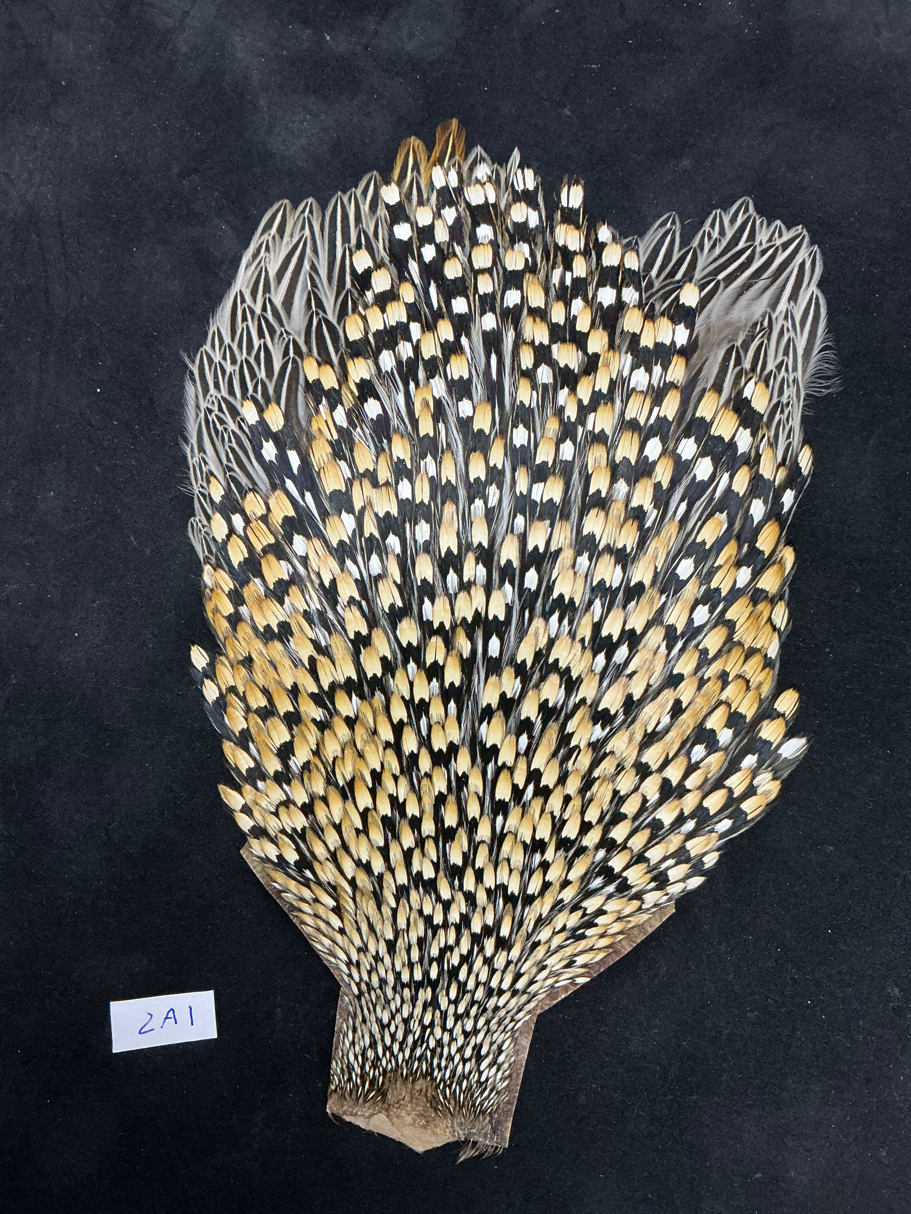 Jungle Cock from Ronn Lucas Collection 2A1