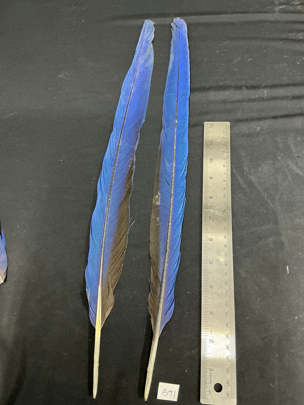 Thumbnail: Macaw tail feathers  20"  B02