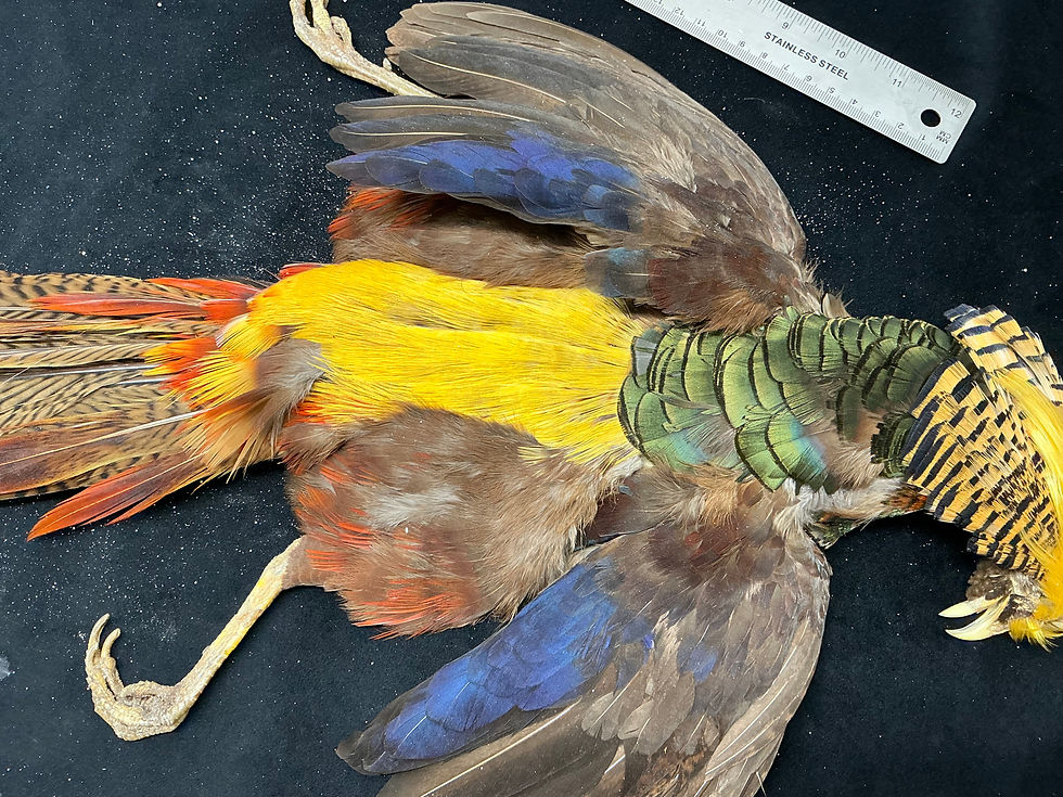 Thumbnail: Dark Throated Golden  Pheasant skin