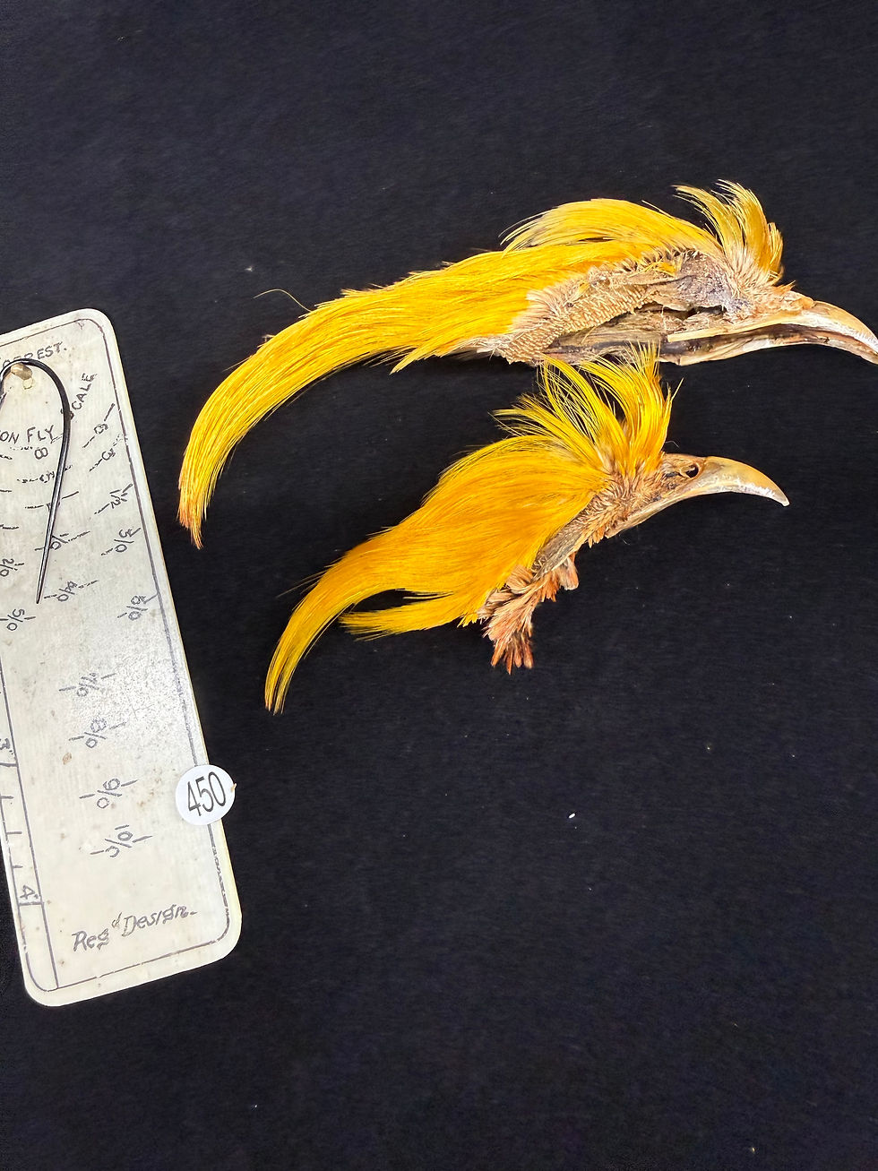 Thumbnail: Golden Pheasant Topping lot #441-455