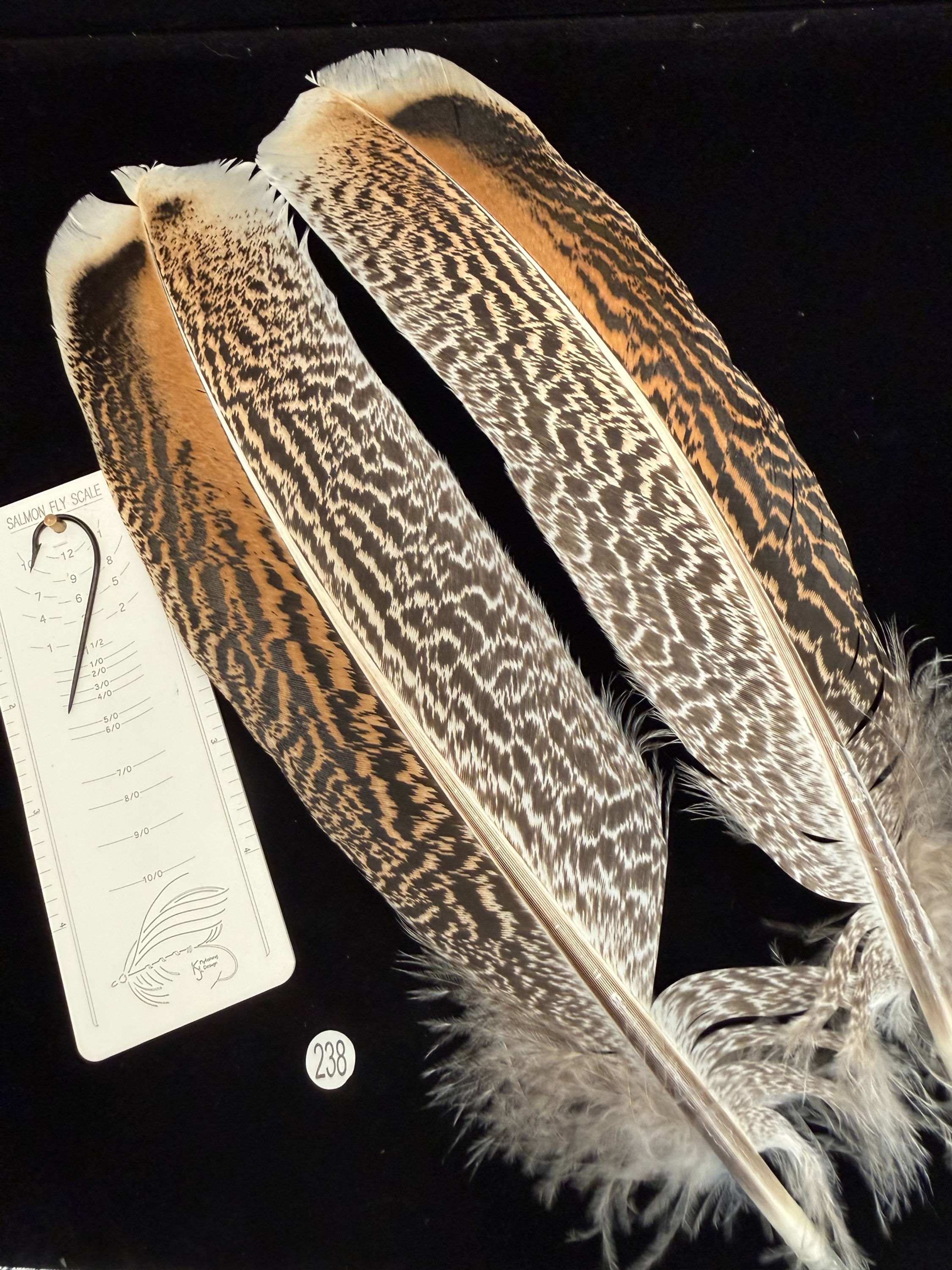 Lucas/Cullen Zebra Turkey Feathers 238