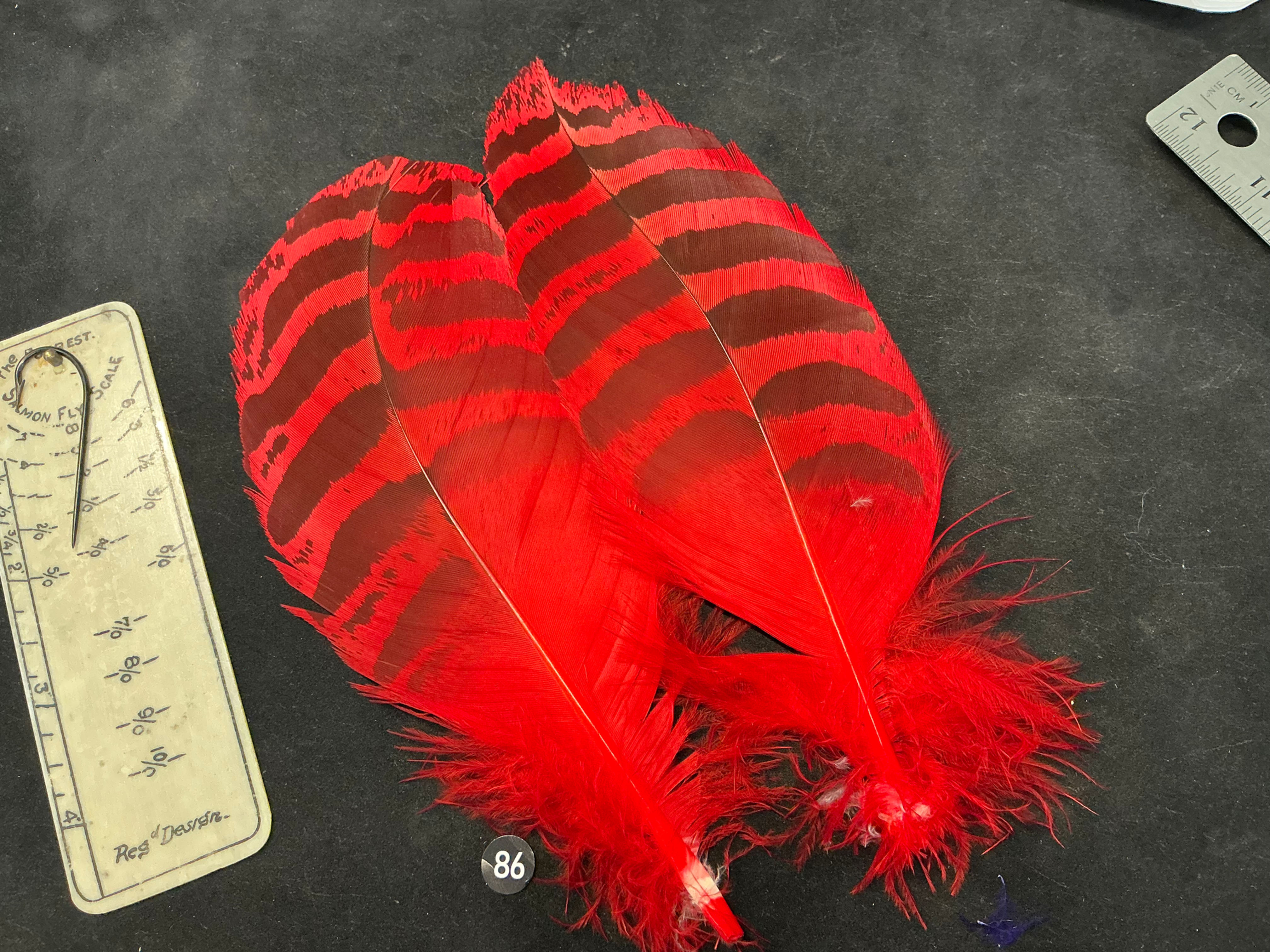 Florican Bustard dyed Feathers  as shown 8/0+ #86