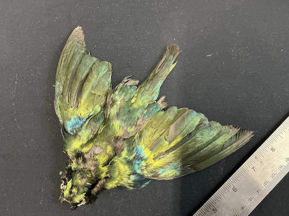 Thumbnail: African Glossy Starling