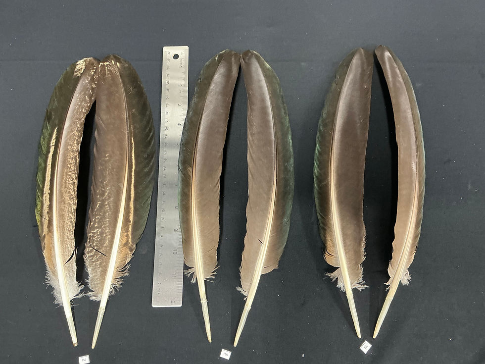 Thumbnail: Black Shoulder Peacock wing feathers