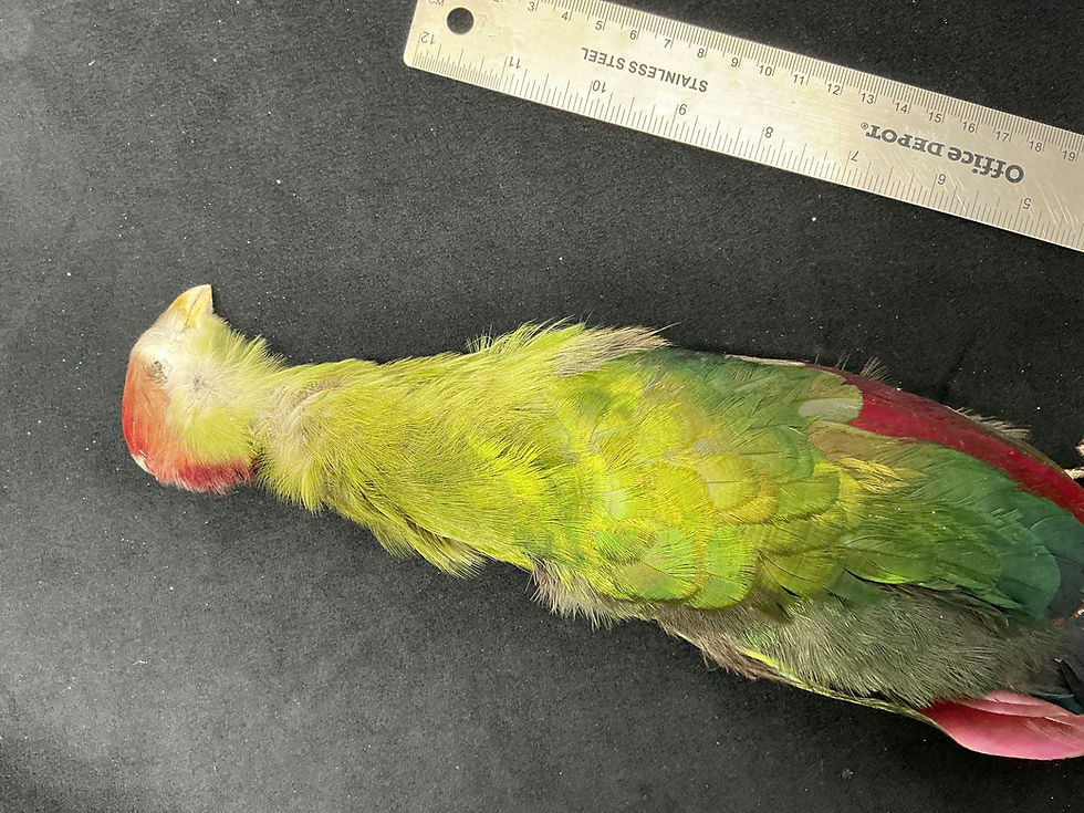 Thumbnail: Red Crested Turaco bird skin Lucas Collection