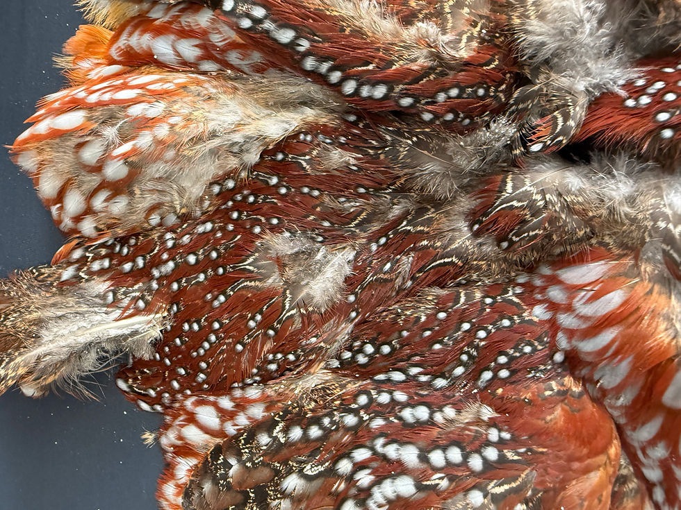 Thumbnail: Temminck's Tragopan bird skin  6