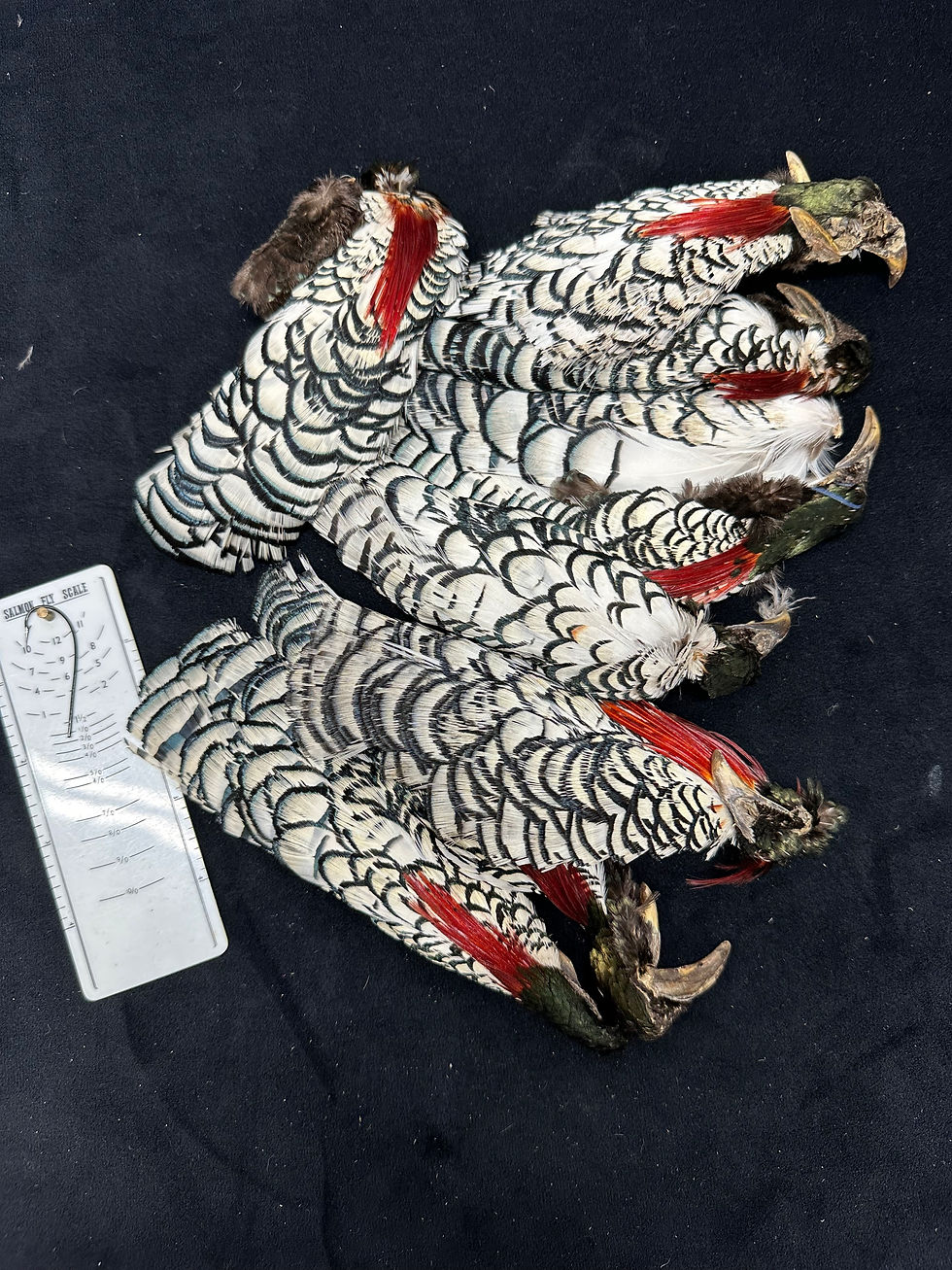 Thumbnail: Golden and Lady Amherst Pheasant tippets feathers