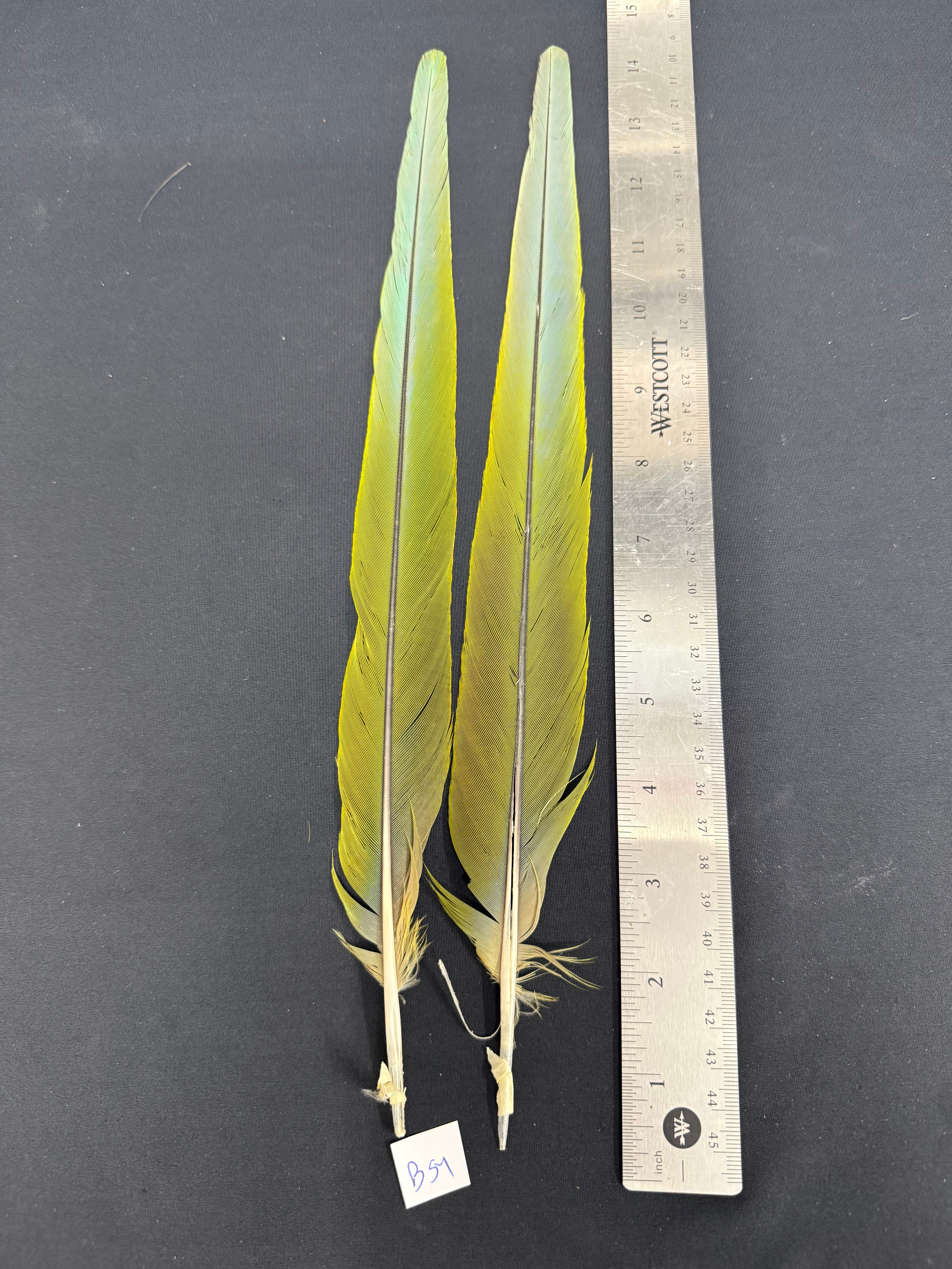 Macaw tail feathers  14" B54