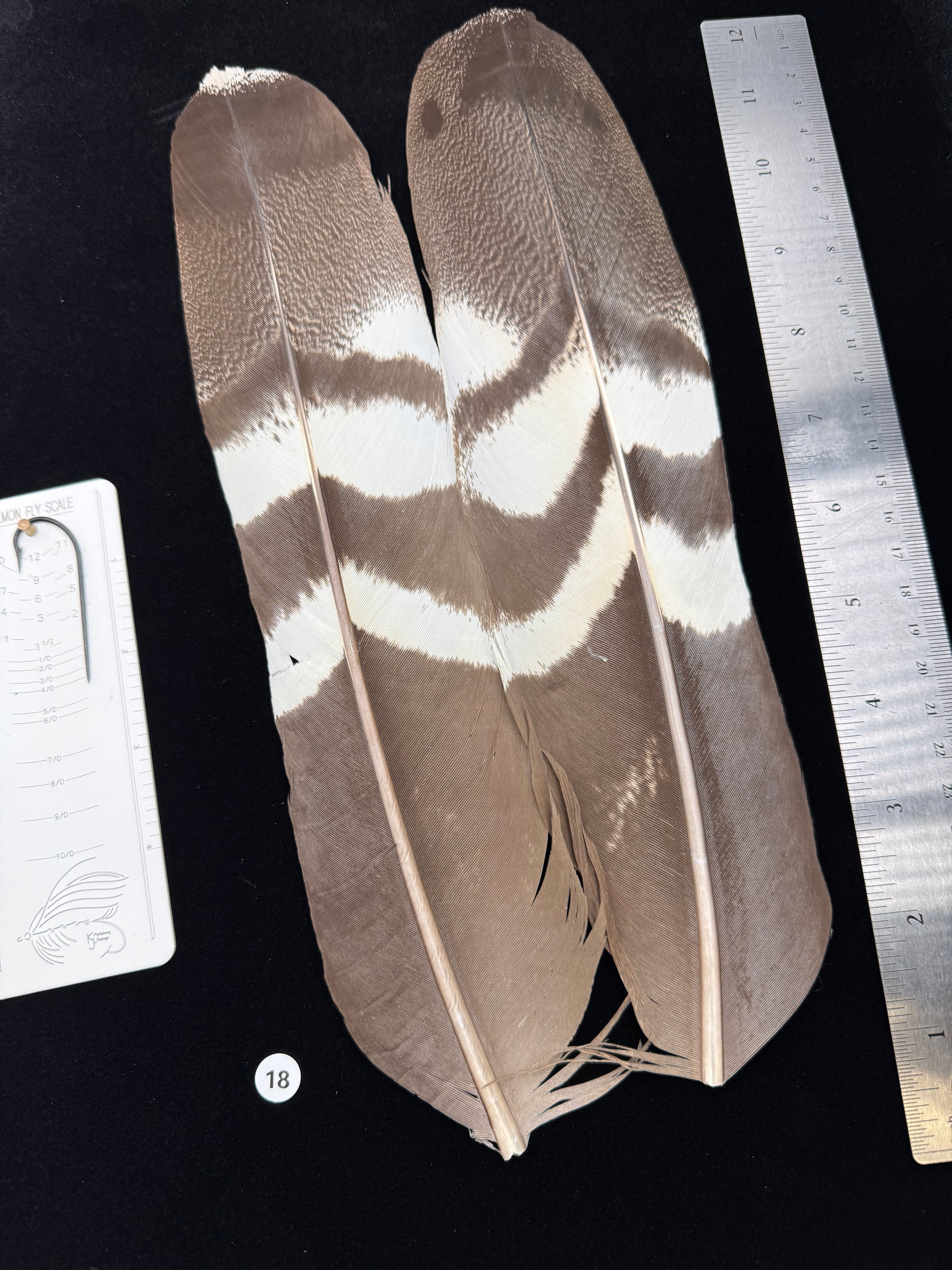 Huge Kori Bustard tail feathers  from Cullen Collection 18
