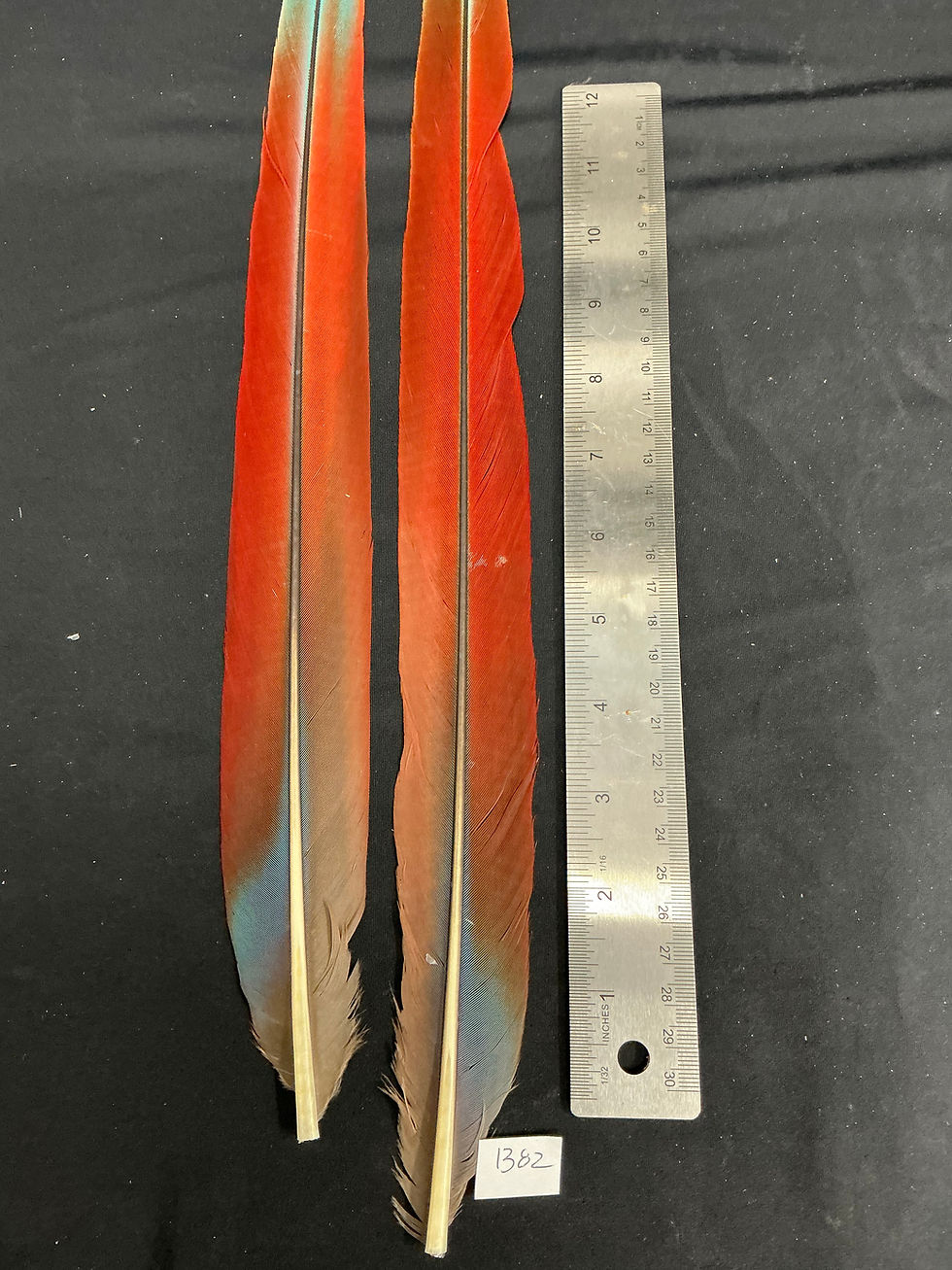Thumbnail: Macaw tail feathers  19"  B82