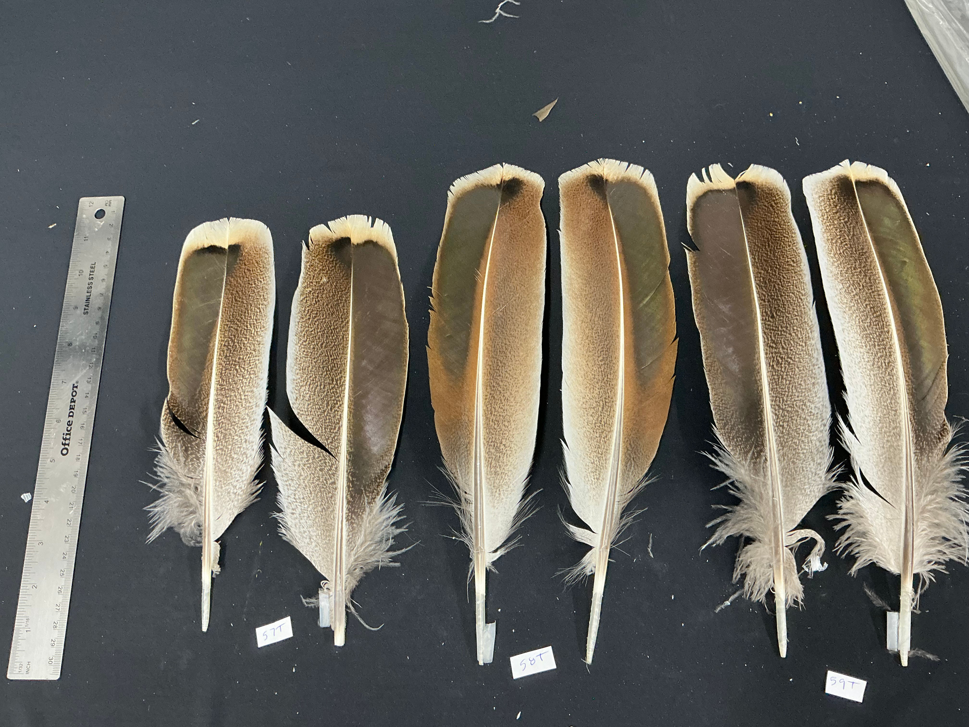 Chocolate Frosted Sweet Grass Turkey feathers