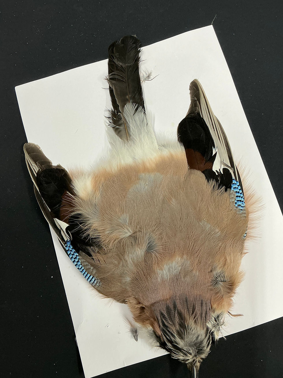 Thumbnail: Eurasian Jay bird skin 1