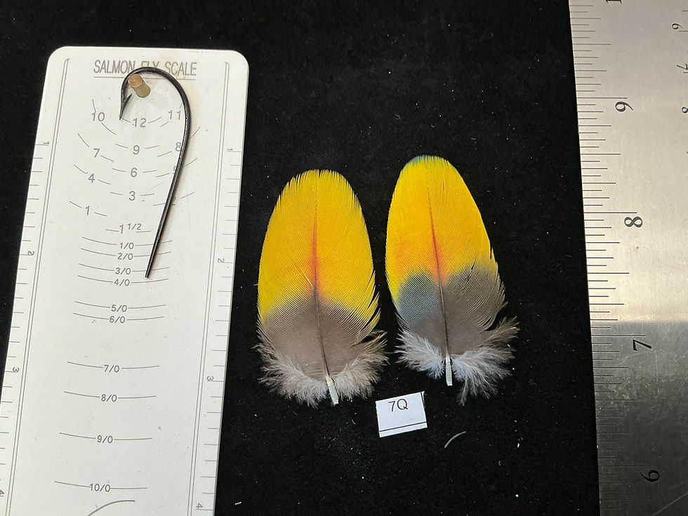 Thumbnail: Matched  parrot feathers for  Salmon Flies 7E-7S