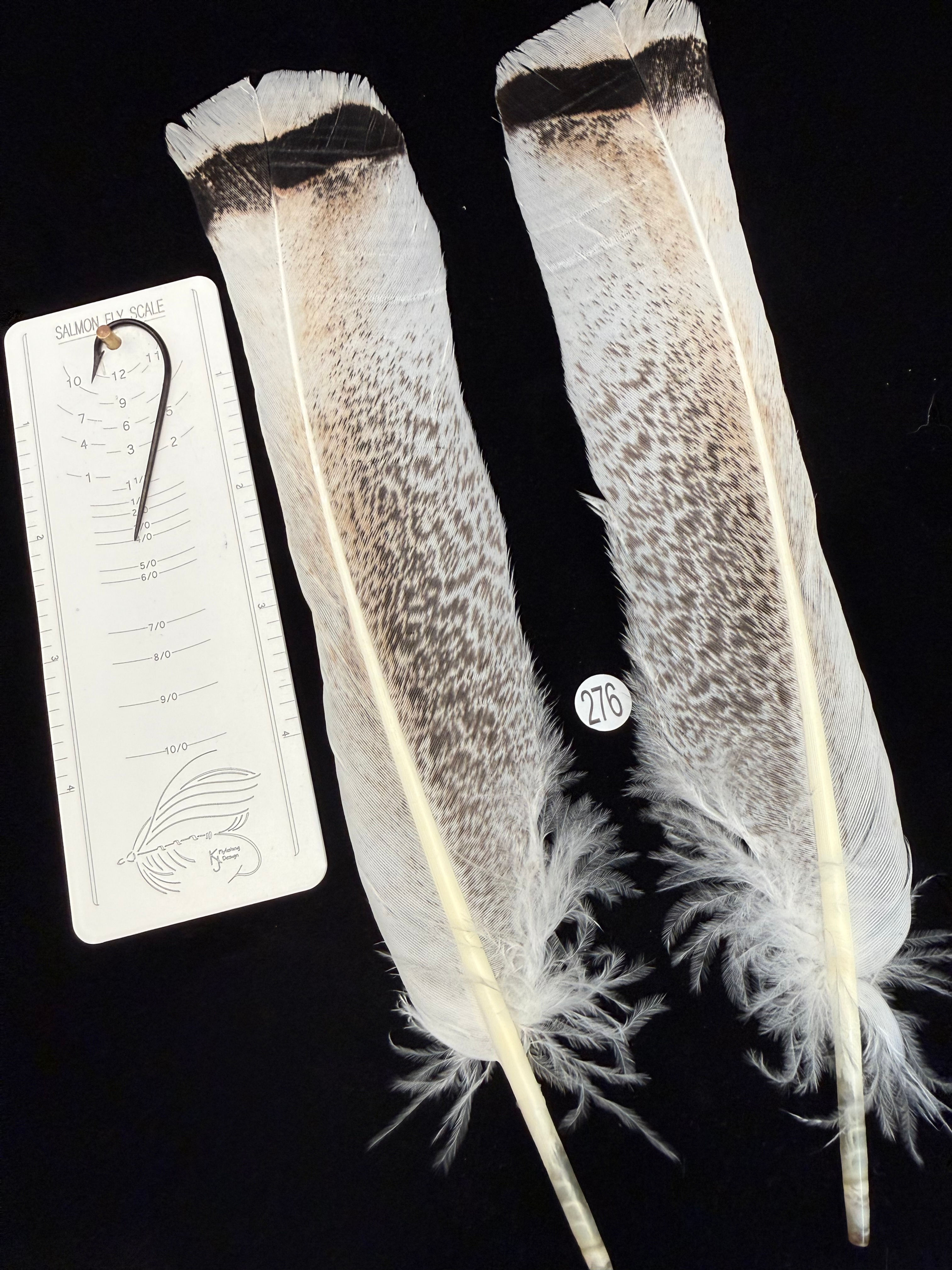 Lucas/Cullen Cinnamon Pencilled  Turkey Feathers 276