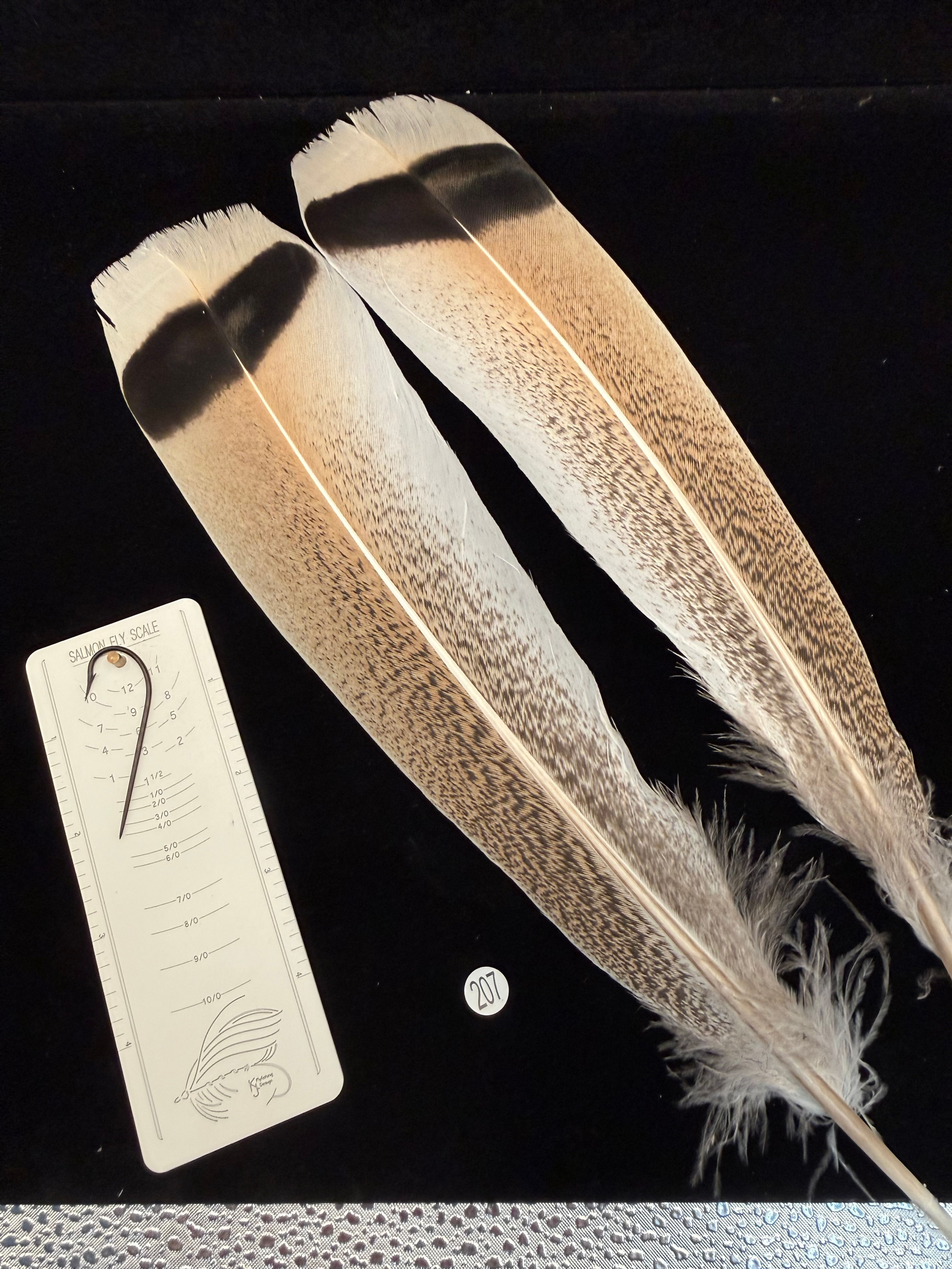 Lucas Collection EXTRA LARGE   Turkey Tail Feathers 207