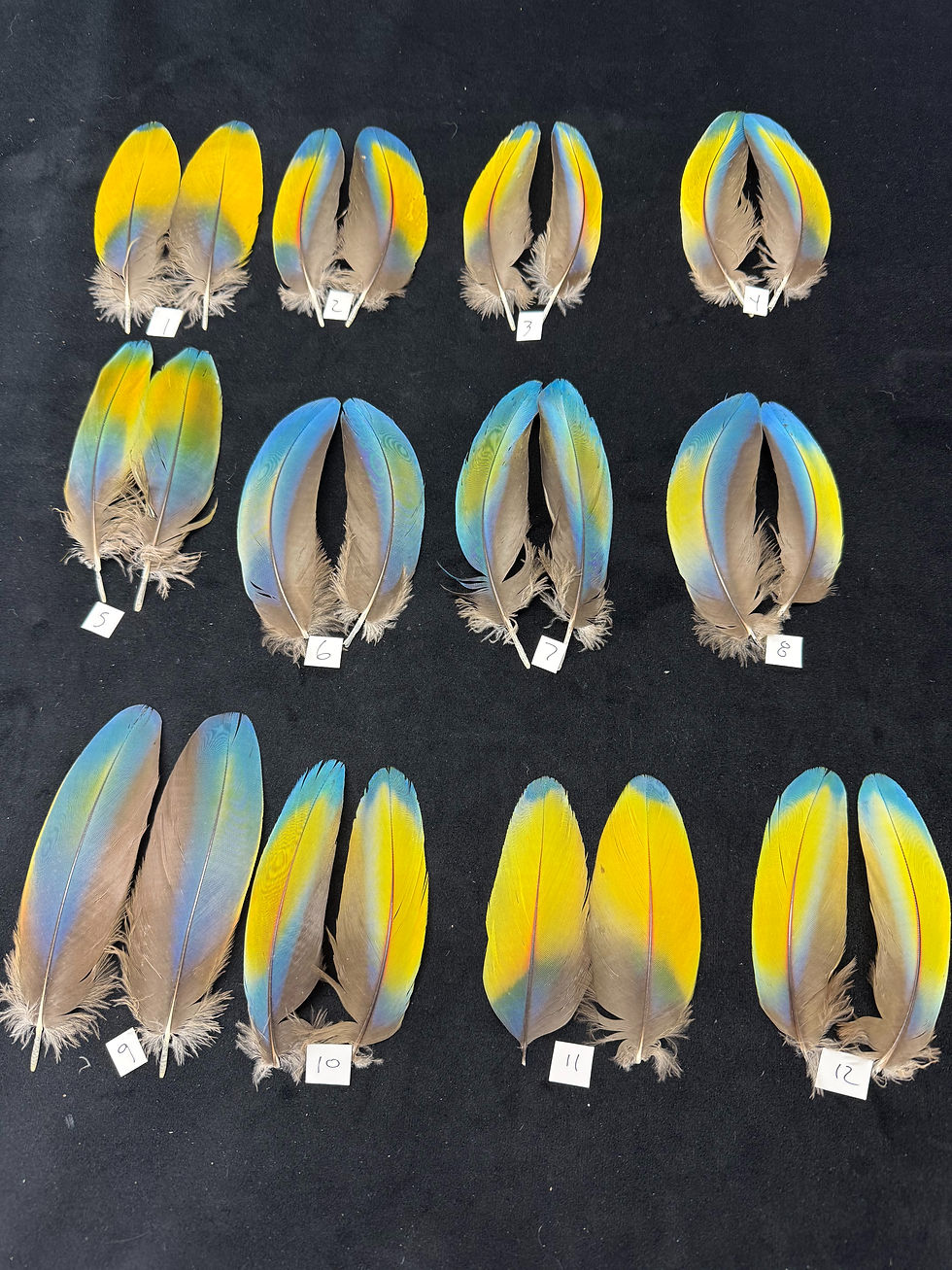 Thumbnail: Matched  parrot feathers for  Salmon Flies 1-11