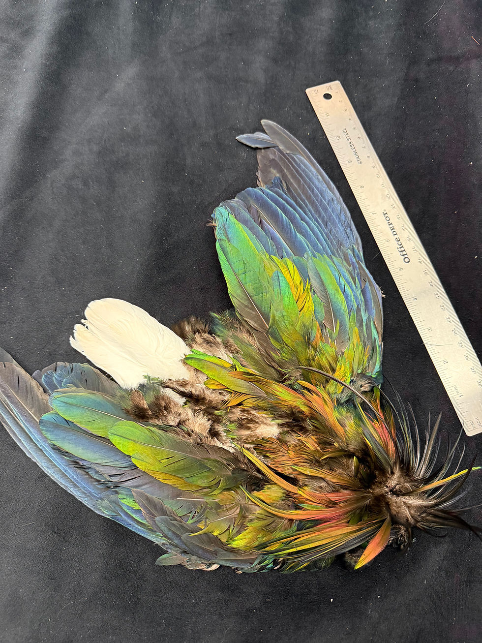 Thumbnail: Nicobar Fruit Pigeon Bird skin