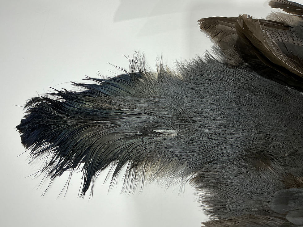 Thumbnail: Blue Eared Pheasant bird skin E1