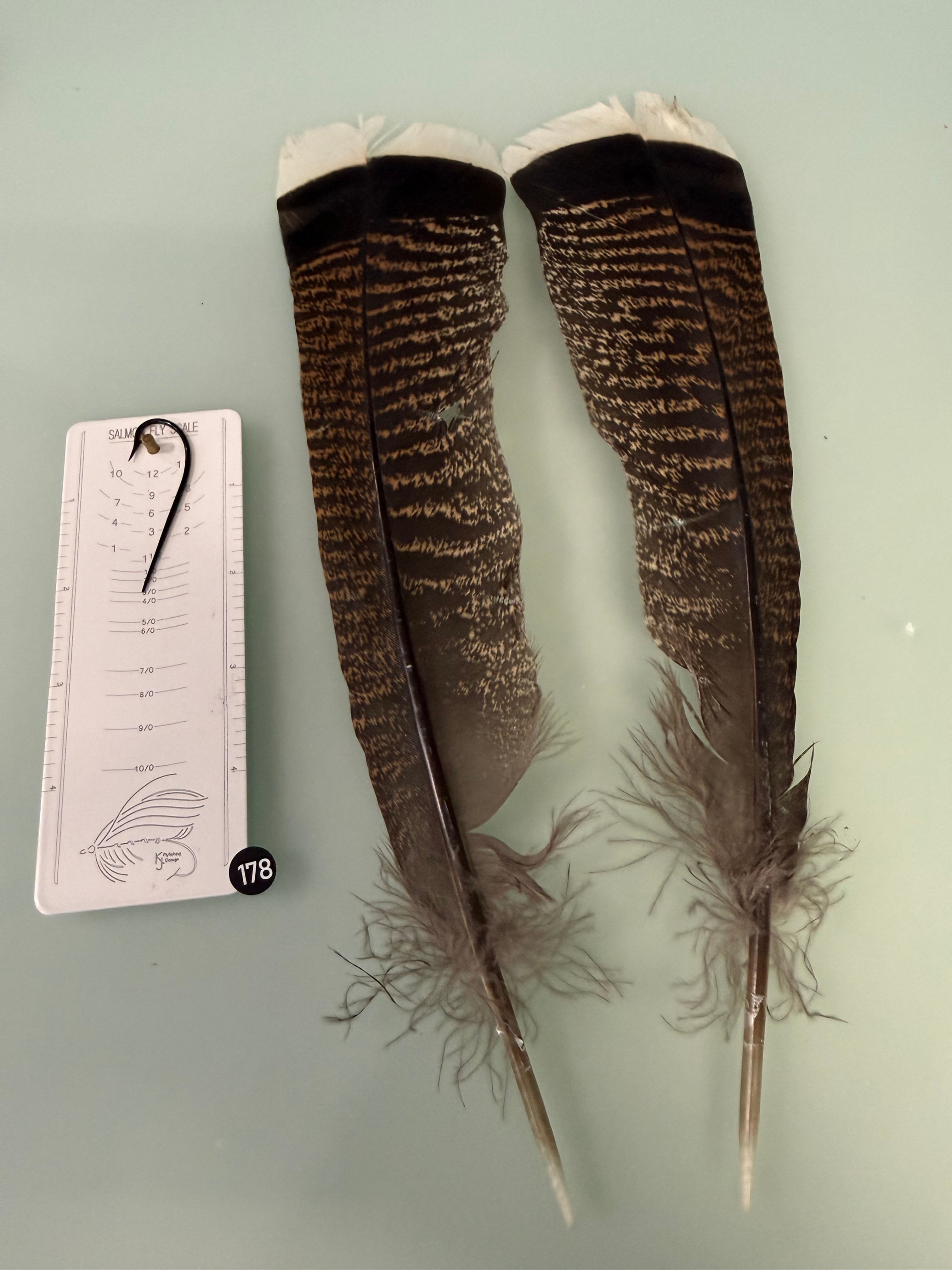 Lucas/Cullen Premium White Tipped Turkey Feathers 178A