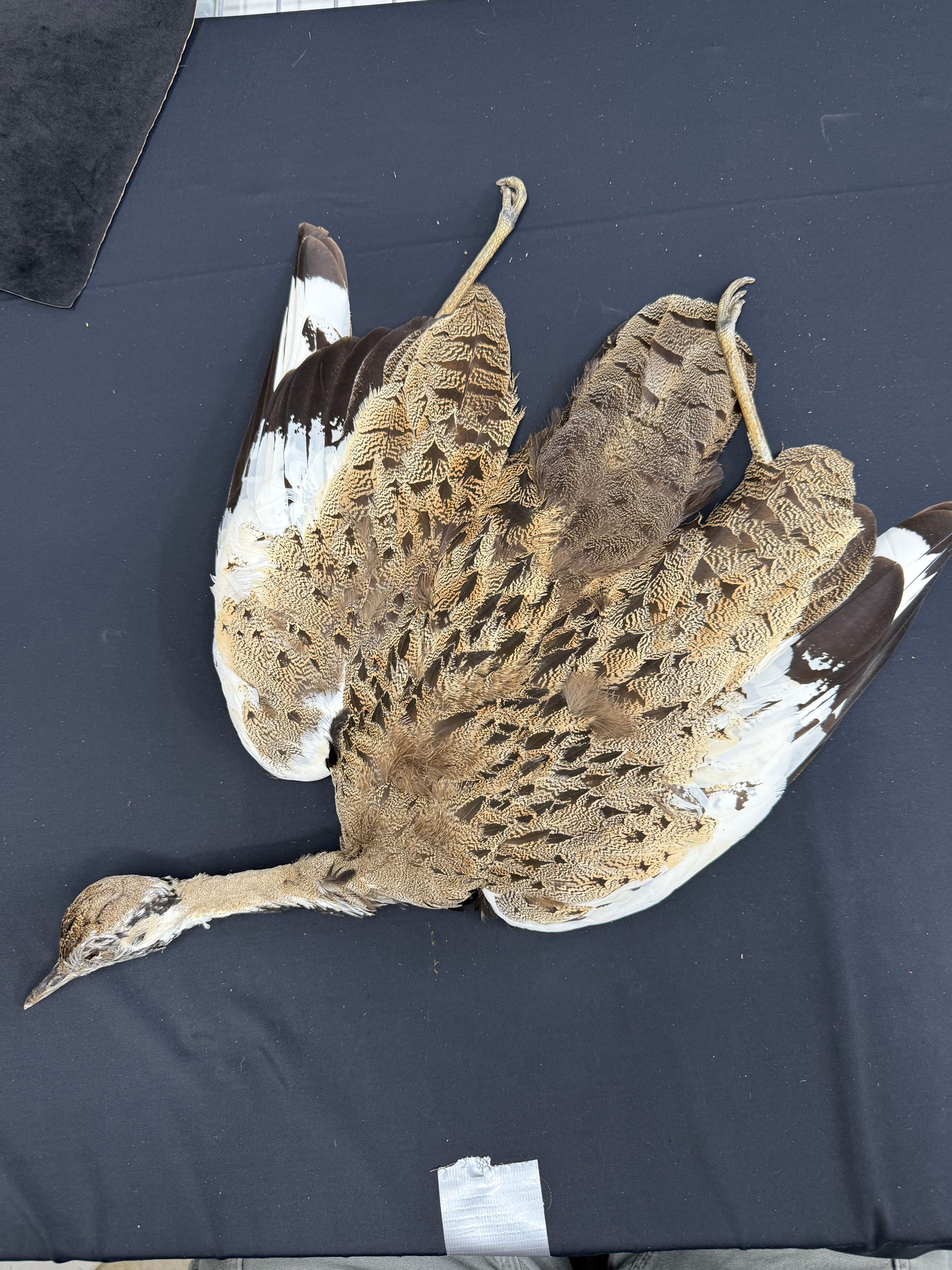 SPECTACULAR Little Bustard  bird skin mountable