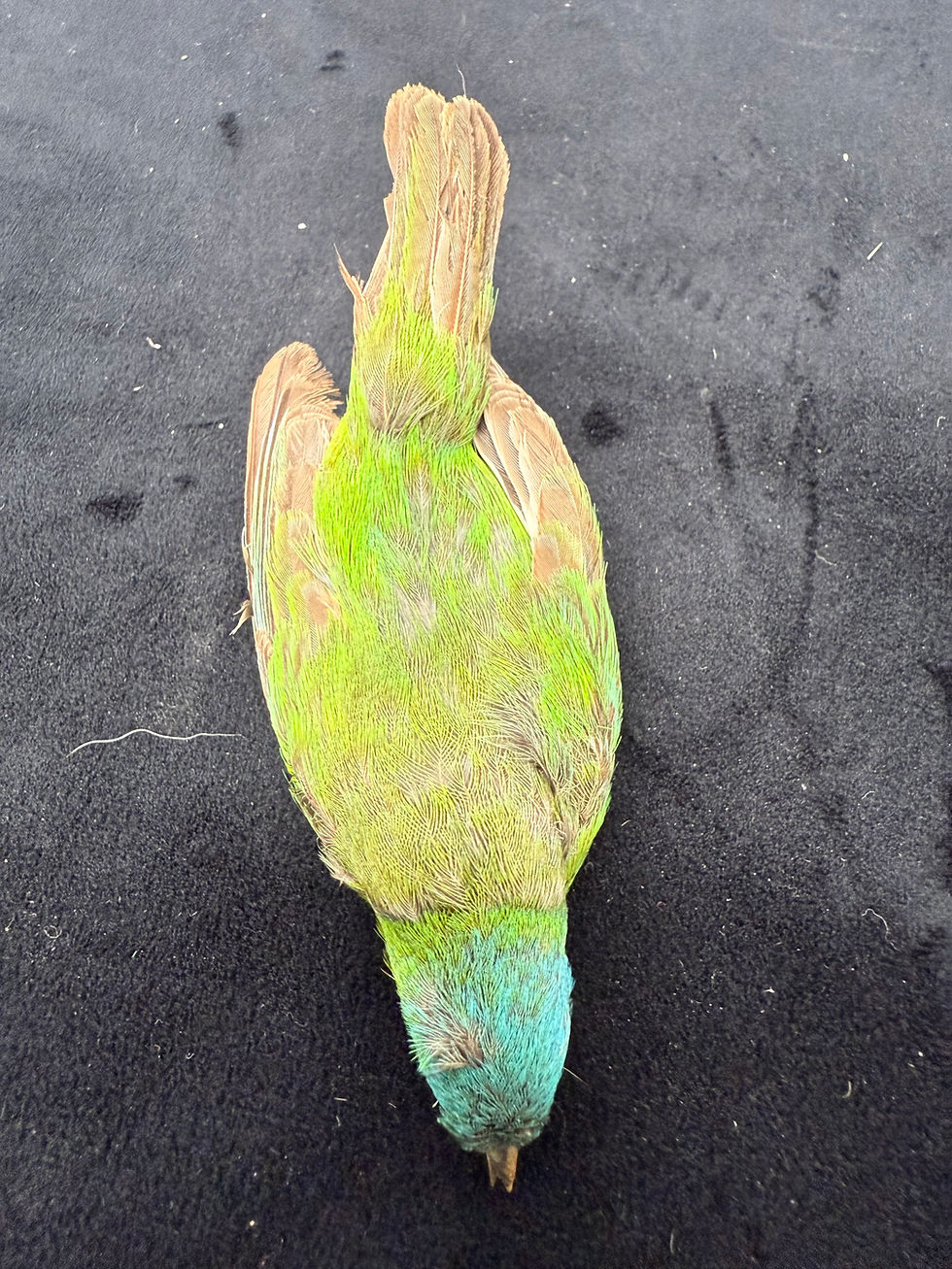 Thumbnail: Blue Headed Tanager  Bird Mount