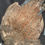 Thumbnail: Rothschild  Peacock Pheasant Bird skin