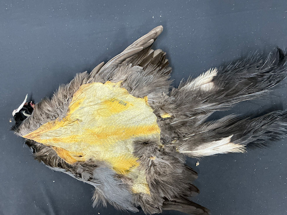Thumbnail: Vulturine Guinea Fowl  bird skin 2
