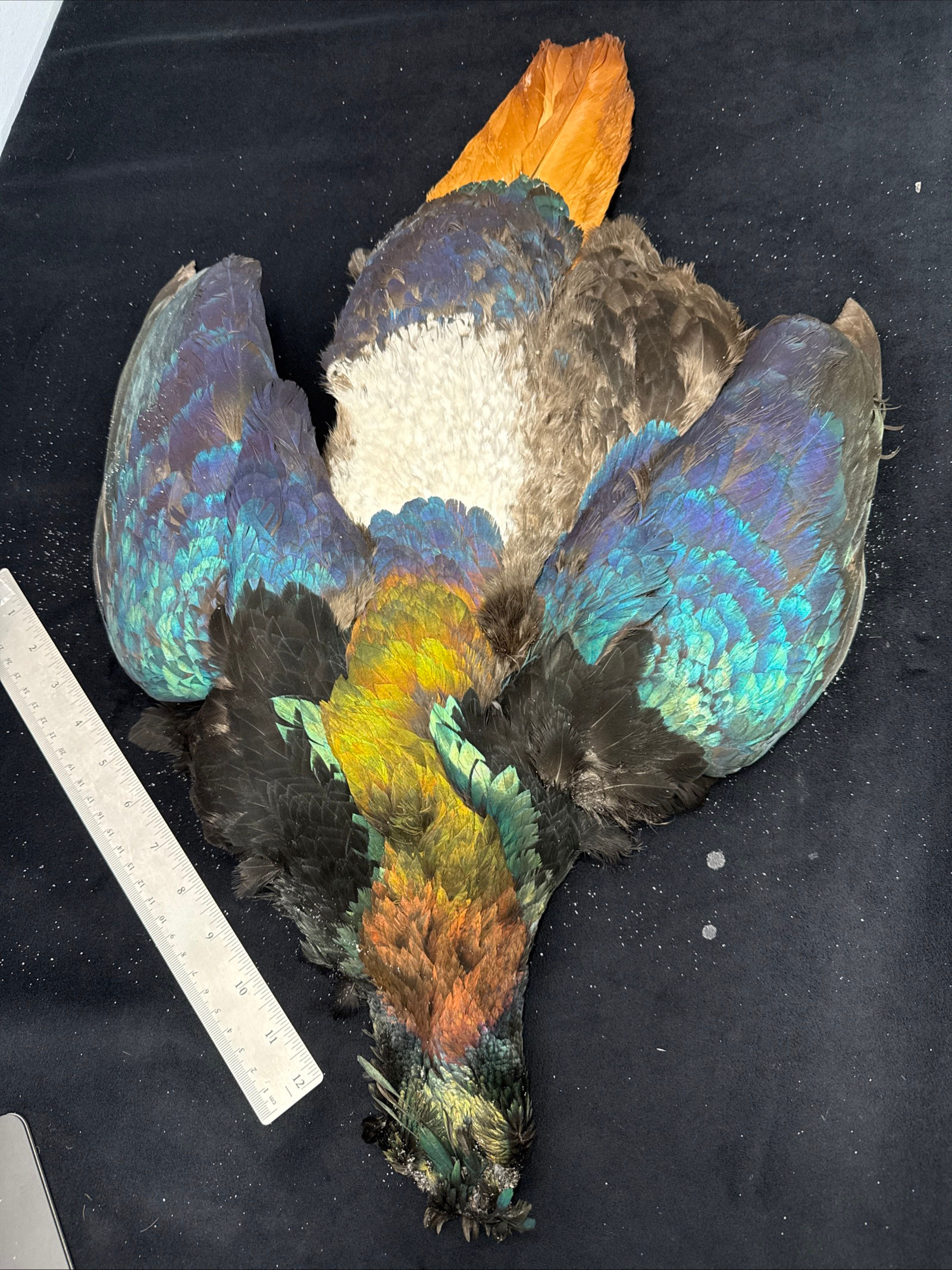 Monal Impeyan Pheasant bird skin